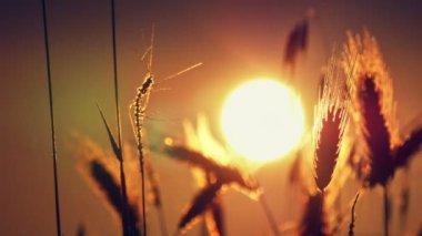 filed 4 k günbatımı çimen