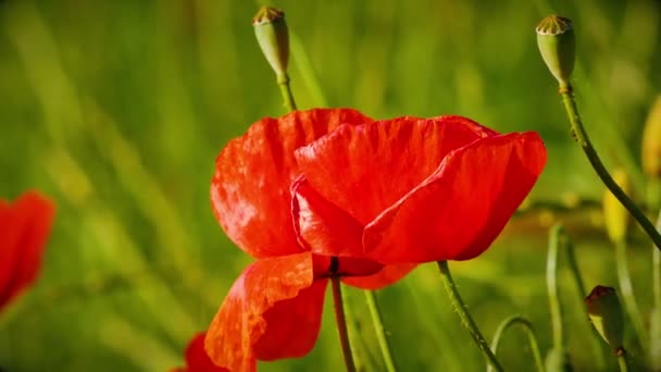 Coquelicots Sur Macro Classée — Video