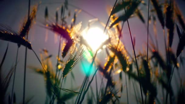 Herbe Coucher Soleil Dans Classé — Video