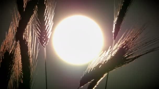 Herbe Coucher Soleil Dans Classé — Video