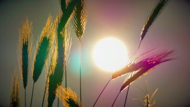 Herbe Coucher Soleil Dans Classé — Video