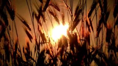 filed 4 k günbatımı çimen