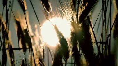 filed 4 k günbatımı çimen