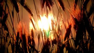 filed 4 k günbatımı çimen