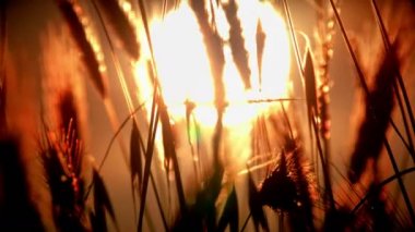 filed 4 k günbatımı çimen