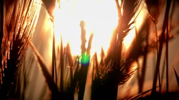 Sunset Grass Filed — Stock Video