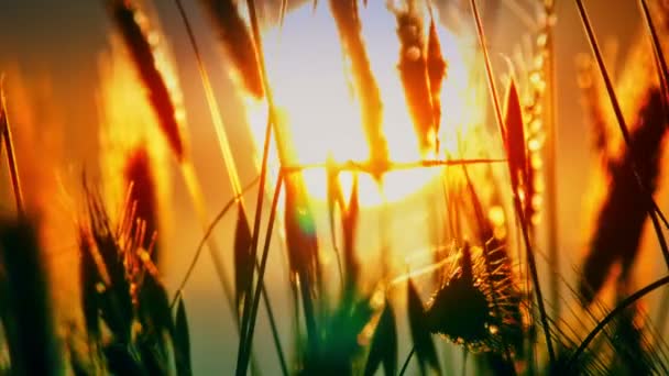 Herbe Coucher Soleil Dans Classé — Video