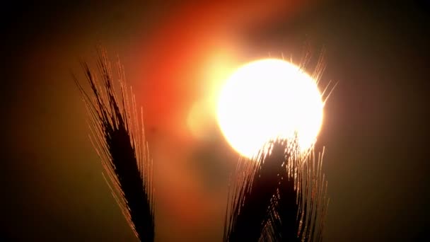 Ηλιοβασίλεμα Χόρτο Filed — Αρχείο Βίντεο