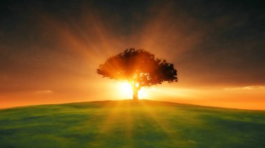 ağaç sunset alanındaki