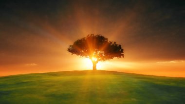 ağaç sunset alanındaki