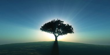 ağaç sunset alanındaki