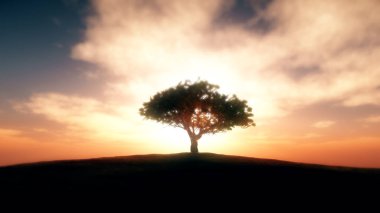 ağaç sunset alanındaki