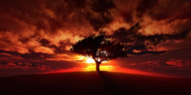 ağaç sunset alanındaki