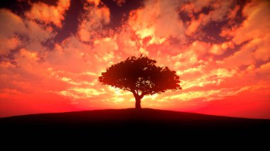 ağaç sunset alanındaki