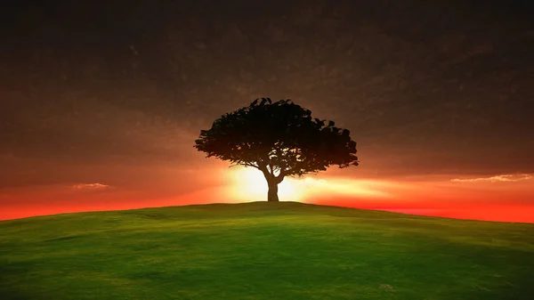 ağaç sunset alanındaki