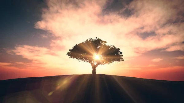 ağaç sunset alanındaki