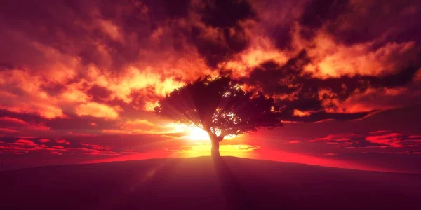 Tree Sunset Field — Stock Photo, Image