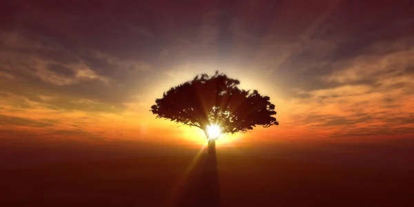 Strom Západ Slunce Poli — Stock fotografie