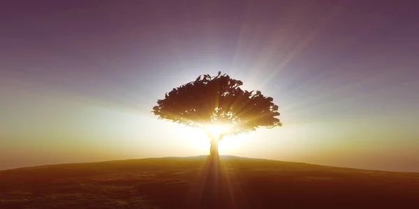 ağaç sunset alanındaki