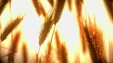 filed 4 k günbatımı çimen