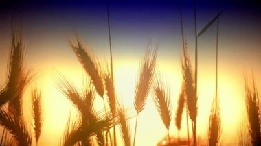 filed 4 k günbatımı çimen