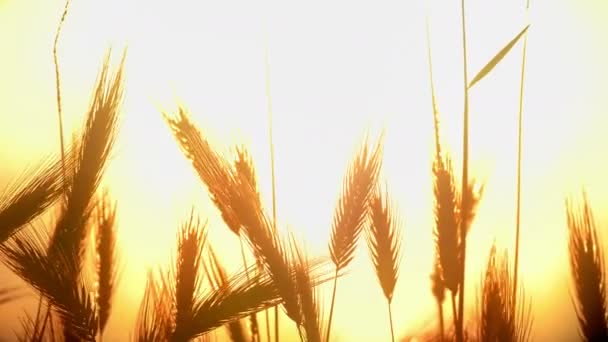 Herbe Coucher Soleil Dans Classé — Video