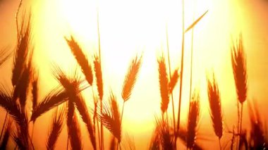 filed 4 k günbatımı çimen