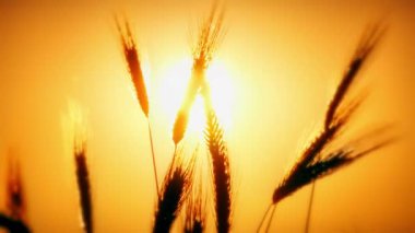 filed 4 k günbatımı çimen