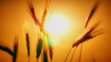 filed 4 k günbatımı çimen