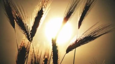 filed 4 k günbatımı çimen