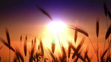 filed 4 k günbatımı çimen