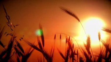 filed 4 k günbatımı çimen