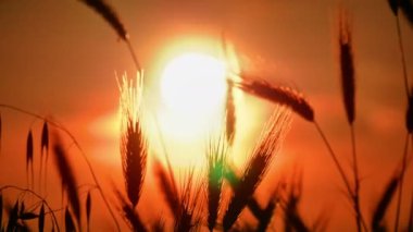 filed 4 k günbatımı çimen