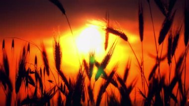 filed 4 k günbatımı çimen