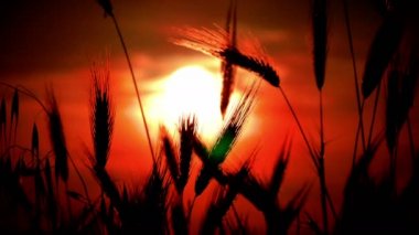 filed 4 k günbatımı çimen