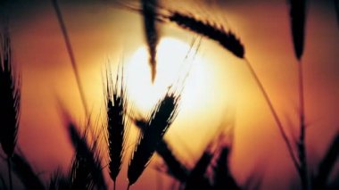 filed 4 k günbatımı çimen