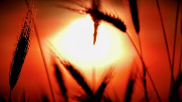 Zachód Słońca Trawie Złożony — Wideo stockowe