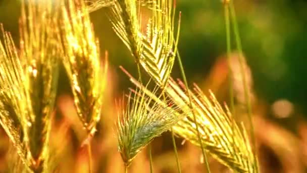 Трава Полі Макро — стокове відео