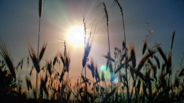 Sunset Grass Filed — Stock Video