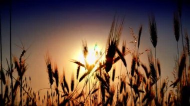 filed 4 k günbatımı çimen