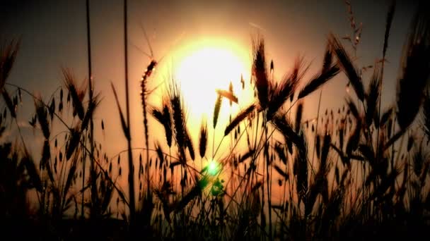 Sonnenuntergang Gras Abgelegt — Stockvideo