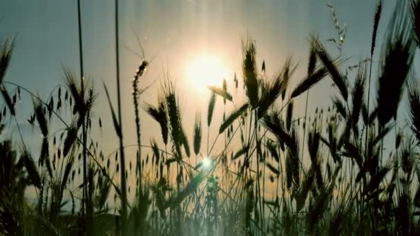 Zonsondergang Gras Gearchiveerde — Stockvideo