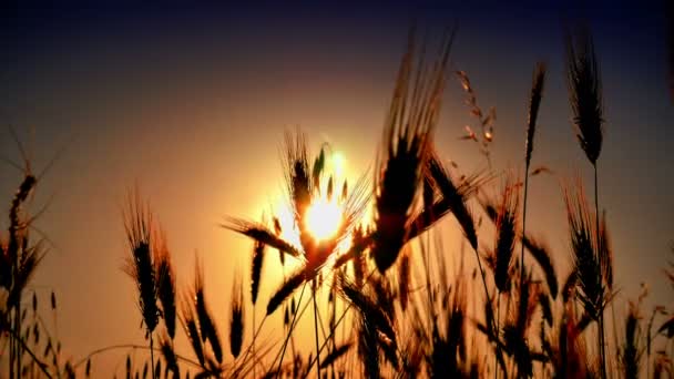 Herbe Coucher Soleil Dans Classé — Video