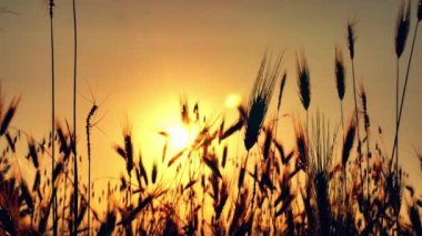 filed 4 k günbatımı çimen