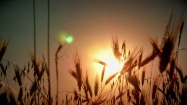 filed 4 k günbatımı çimen