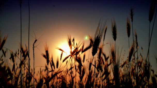 Sunset Grass Filed — Stock Video