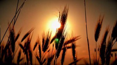 filed 4 k günbatımı çimen