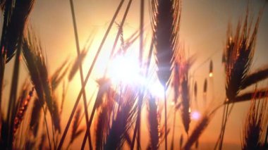 filed 4 k günbatımı çimen