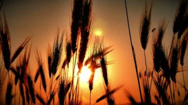 filed 4 k günbatımı çimen