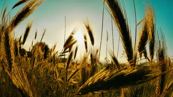 Herbe Coucher Soleil Dans Classé — Video